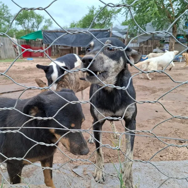 callejerosembarcacion