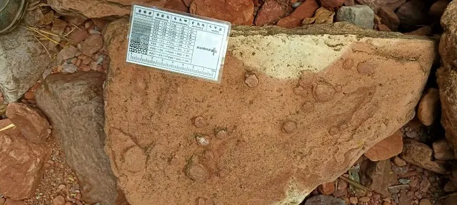 julio sapag huellas dinosaurios jujuy (1)