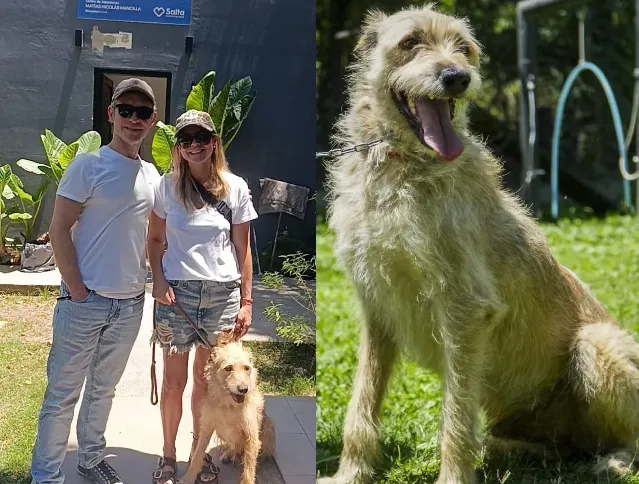 benji perro adoptado1