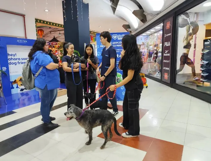 adopción de mascotas2