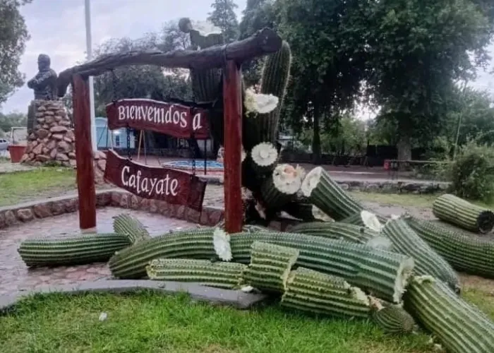 cardones cafayate