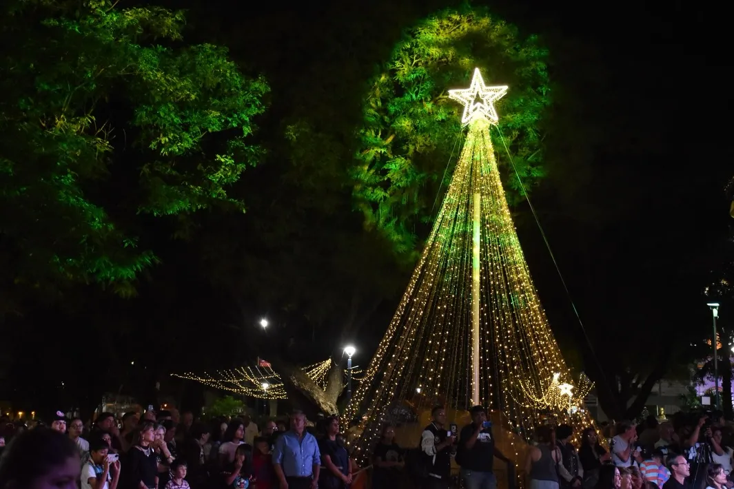 Arbolito Rosario de la Frontera