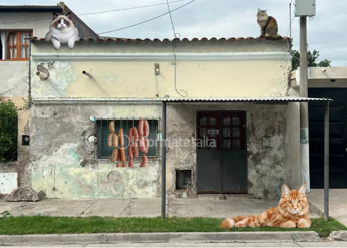 carne de gato carniceria