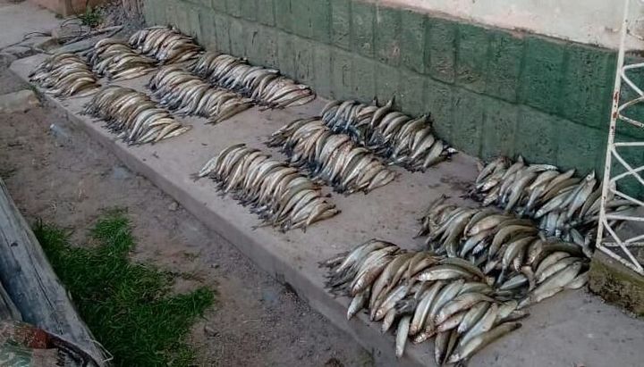 pejerreyes cabra corral depredación