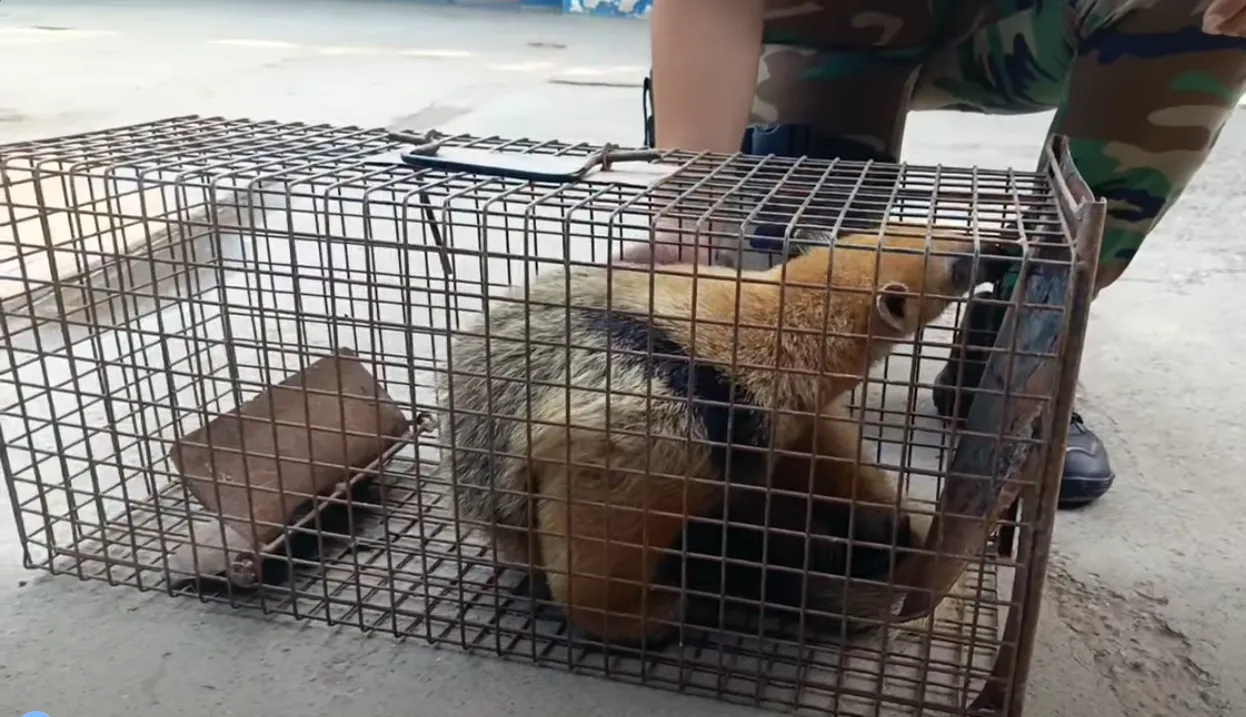 oso melero embarcación