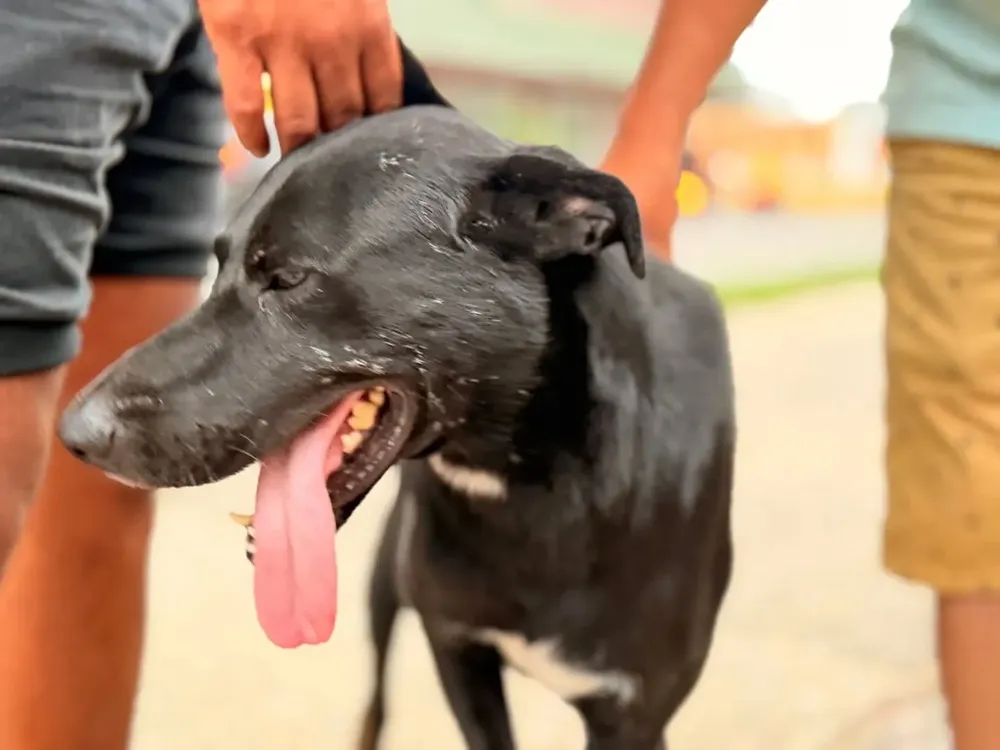 negrito orán perrito2