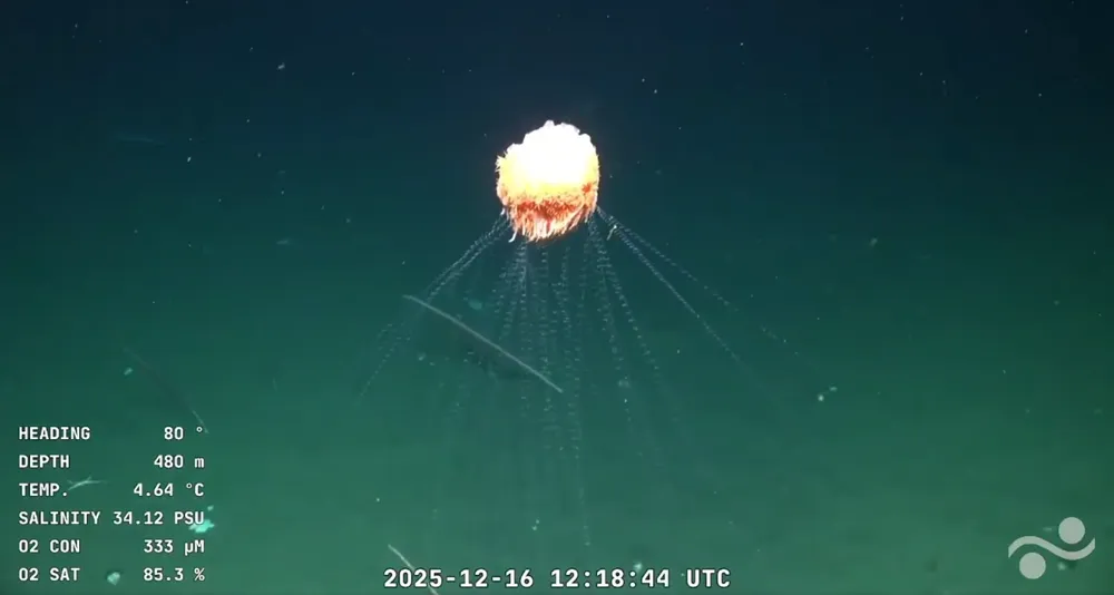 Stream CONICET - UBA