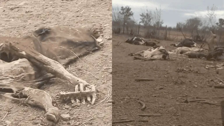 rosario de lerma vacas muertas