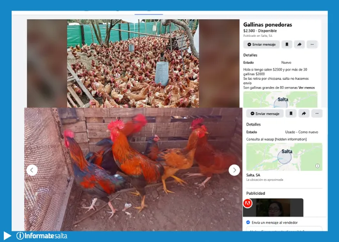 publicacion gallinas