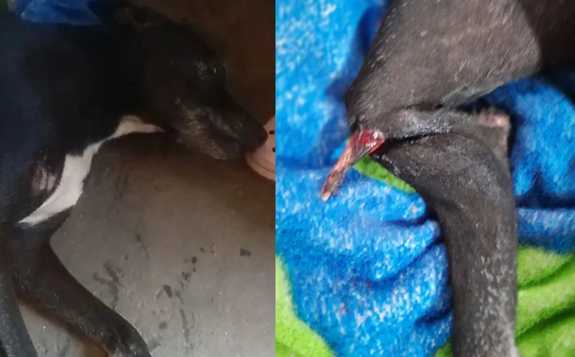 perro atropellado metán