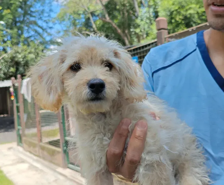 Cachorro abandonado en el Centro de Adopciones