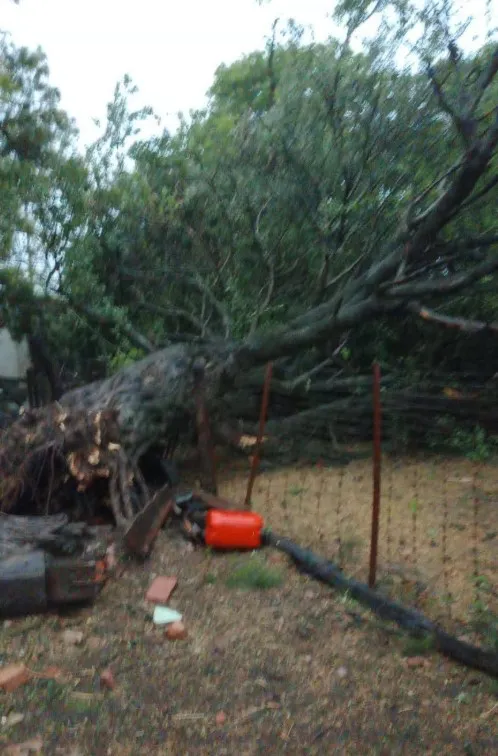 temporal quebrachal 3