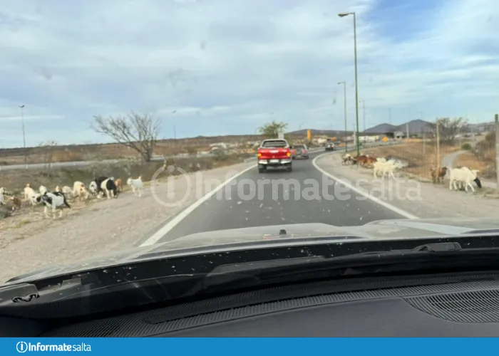 circunvalación cabras