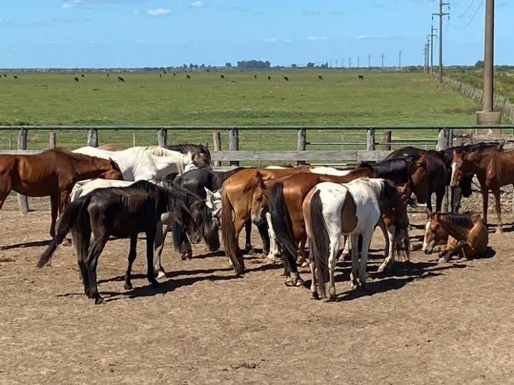 Faenaban caballos y burros, y vendían la carne en forma clandestina: un negocio ilegal de unos $ 111 millones