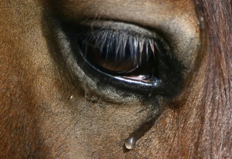 caballo triste 2