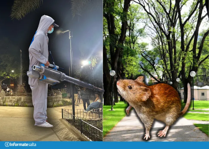 ratas parques municipalidad