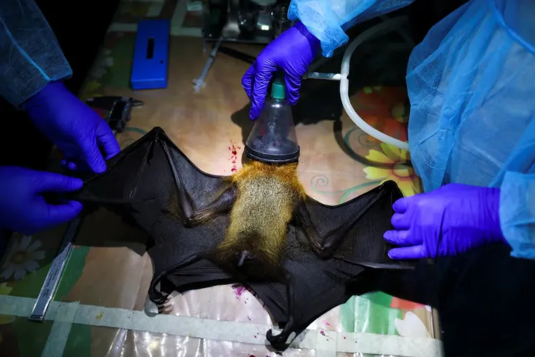NIPAH.REUTERS