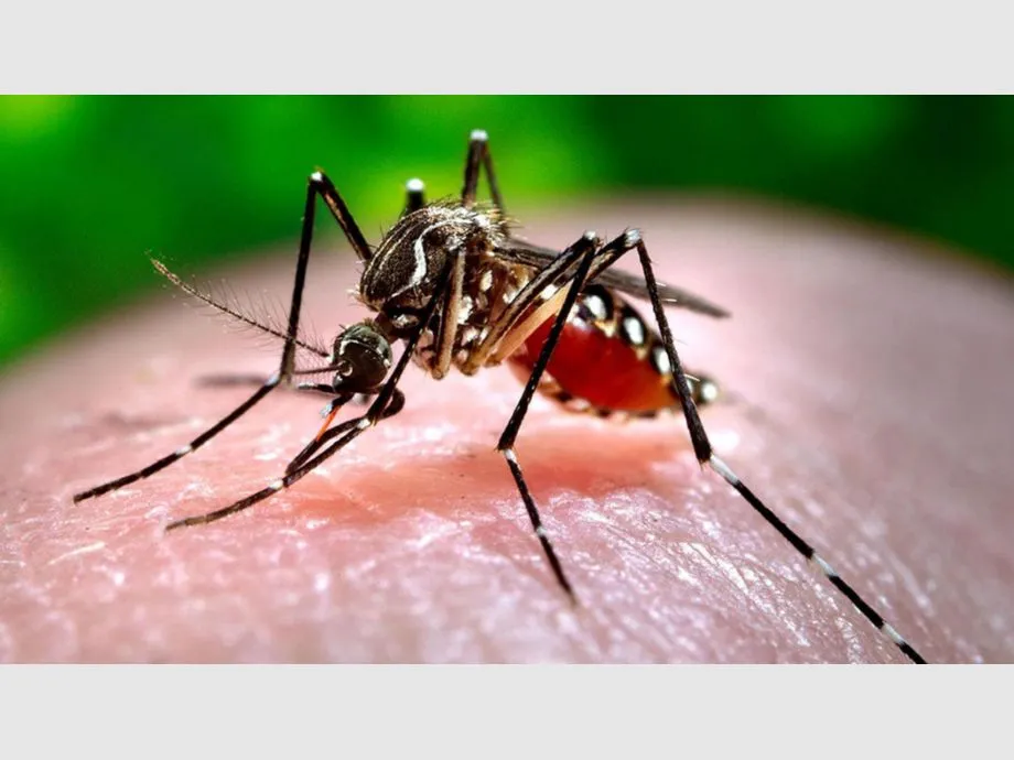 Dengue Cases on the Rise in Province: Government Announces Preventive Measures