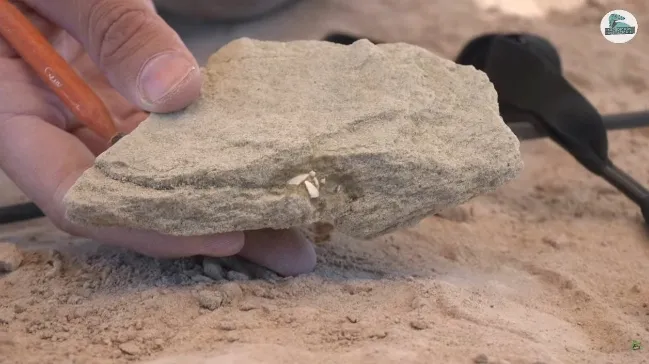 Stream CONICET paleontogos