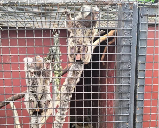 MISIONESMONOENCAUTIVERIO