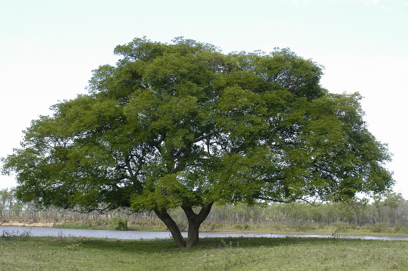 árbol