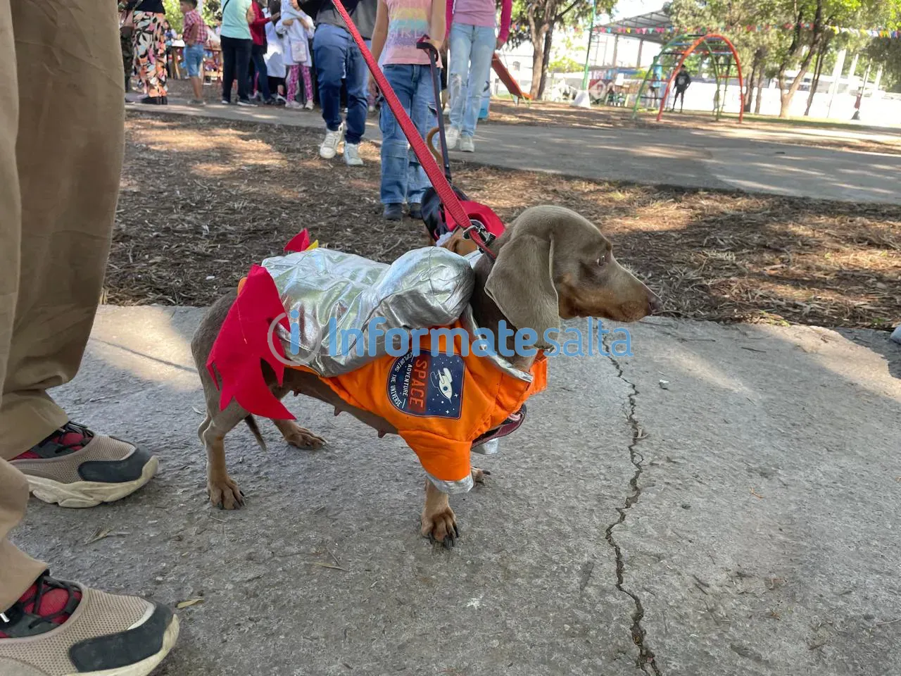 perro salchicha disfrazado