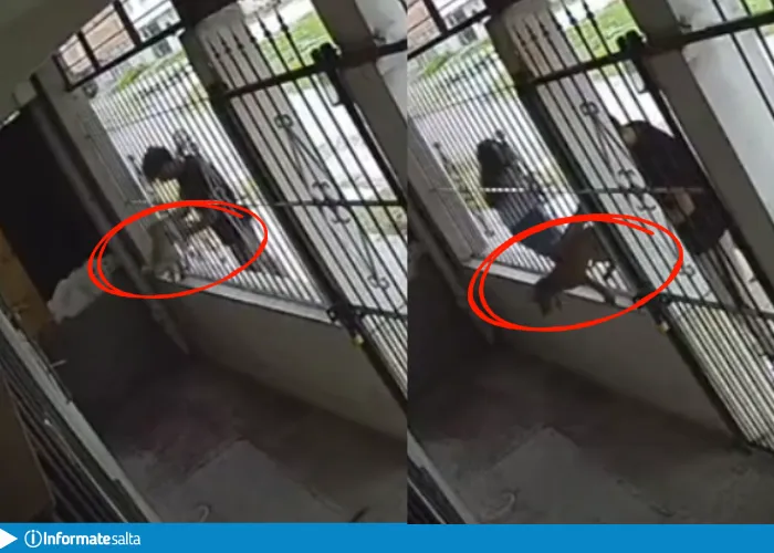 perritos abandonados solidaridad