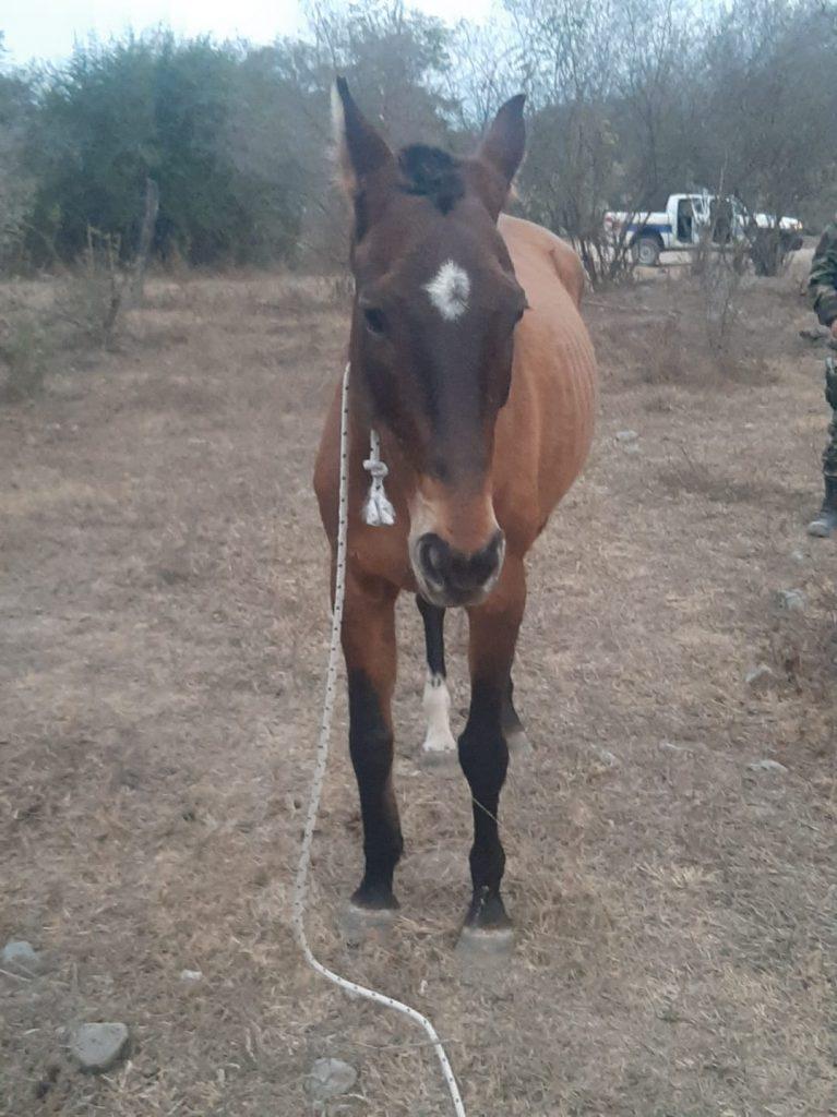 caballo operativo rural