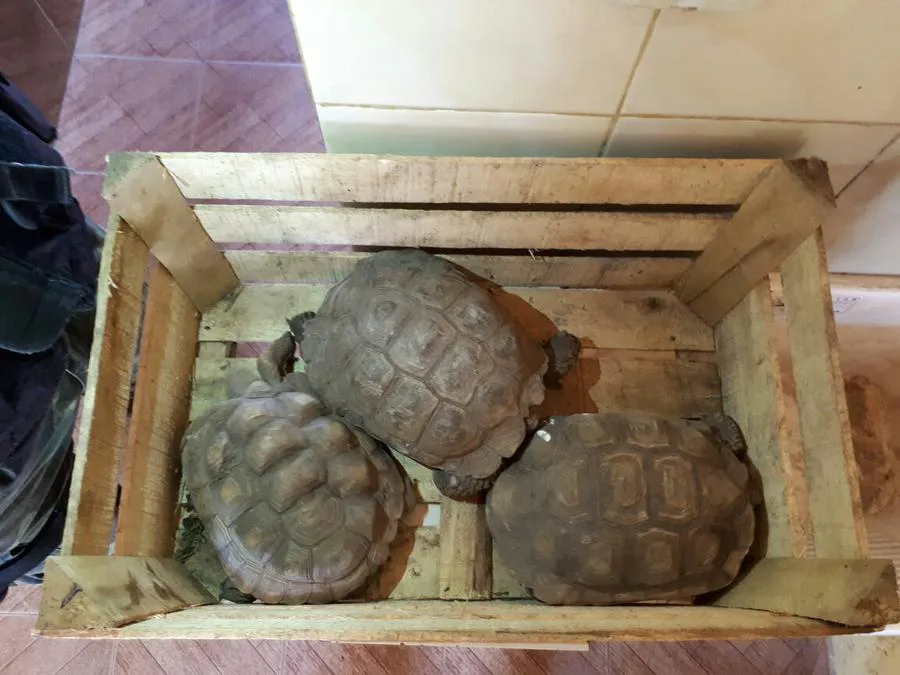 WhatsApp Image 2018-01-05 at 16.06.17