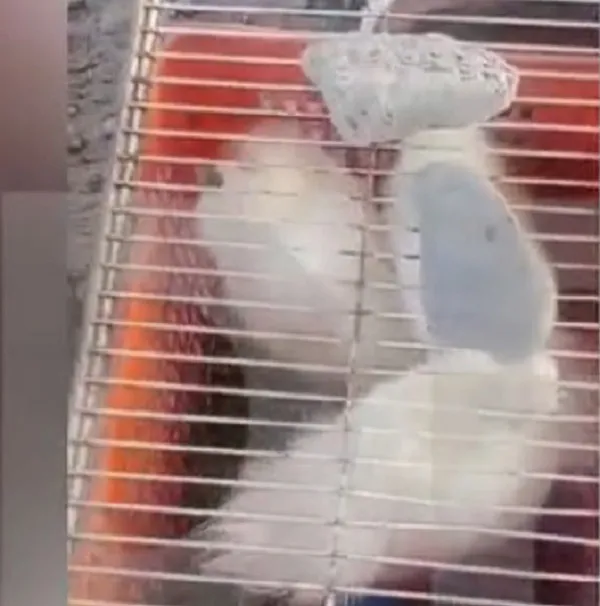 animales enjauladosss