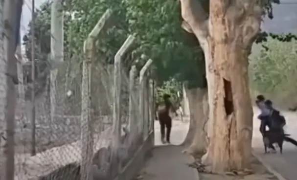 PELEACALLEJERACAFAYATE