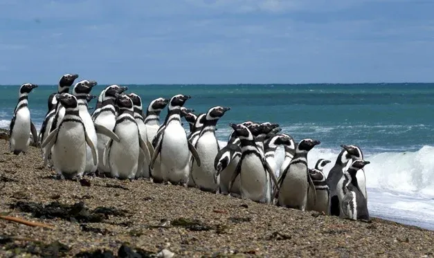 Pinguinois de Magallanes - Chubut