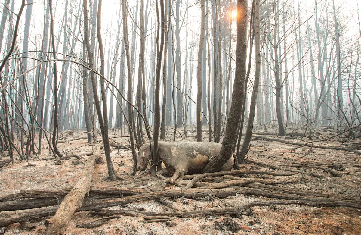 Incendios en Chubut 3