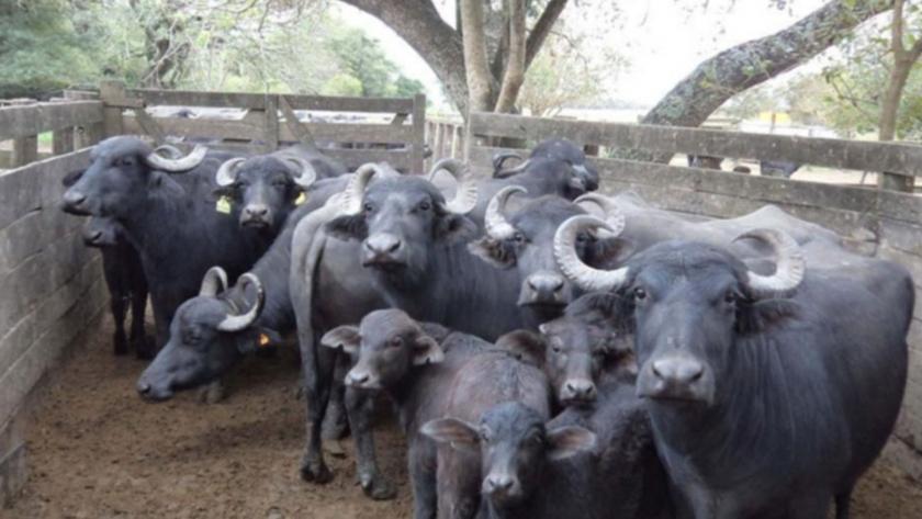 cría de búfalos