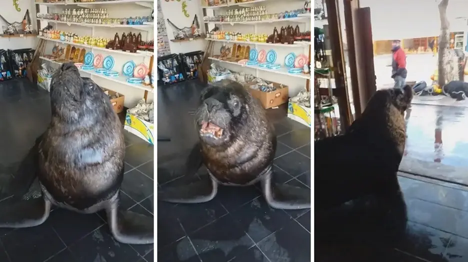 Mar del Plata: lobo marino se metió en un comercio y se hizo viral en las redes