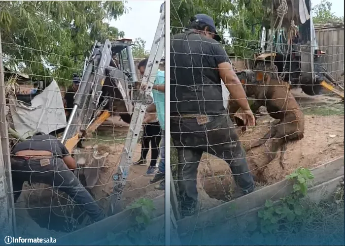 caballo rescatado embarcacion