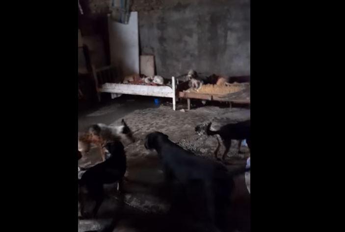 refugio de animales inundado