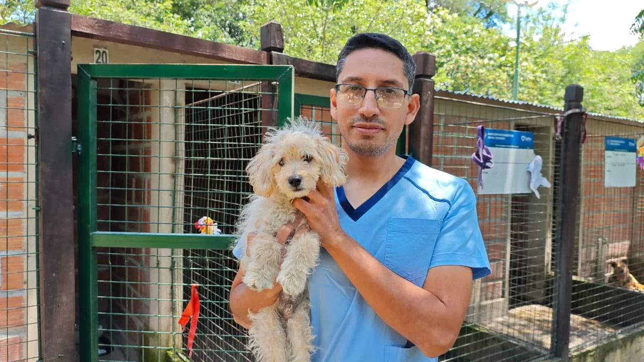 Adopcion de perritos