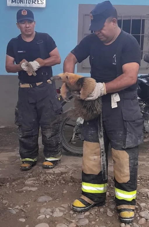 Policía Oso hormiguero