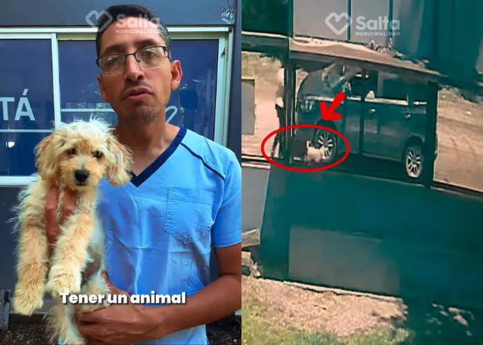 perro abandonado centro de adopciones