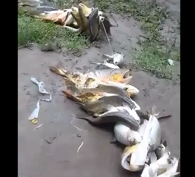 dorados juramento pesca ilegal