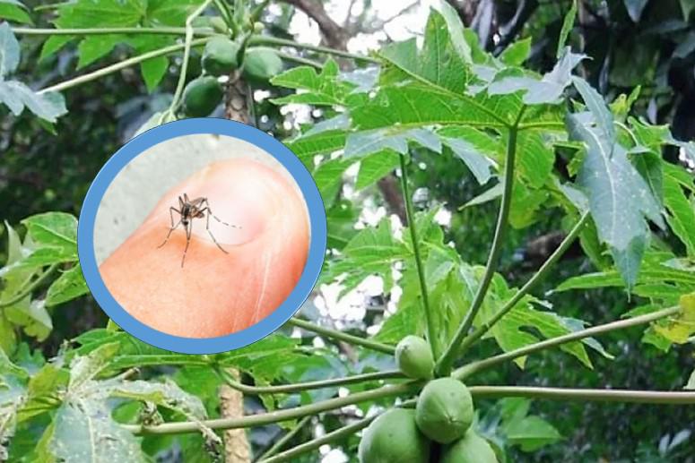 dengue papaya