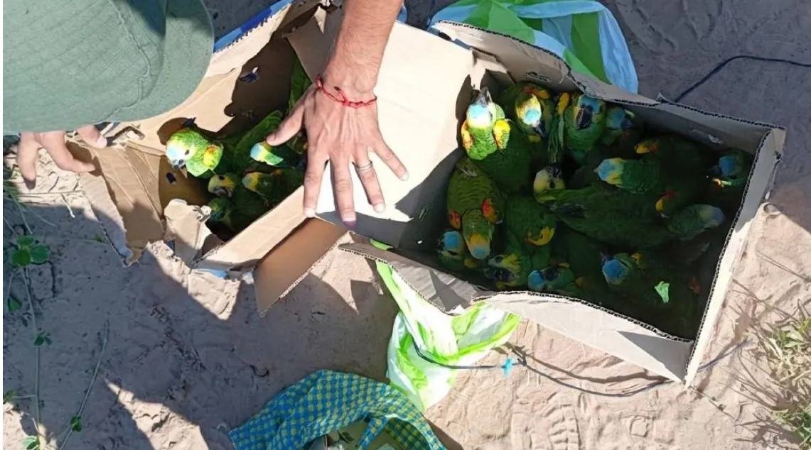 tartagal loros gendarmería3