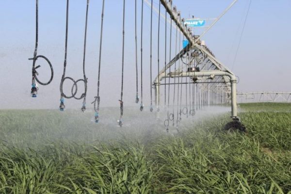 grupo gloria - azucar