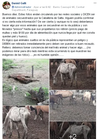 caballos en mal estado caballeria denuncia