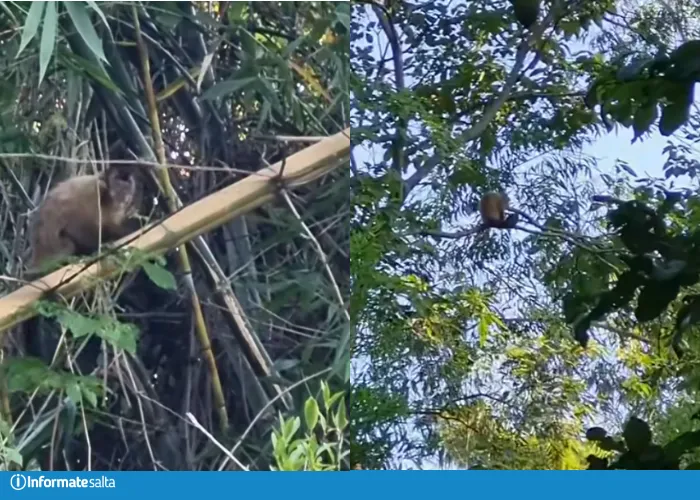 monos virgen de la peña tartagal