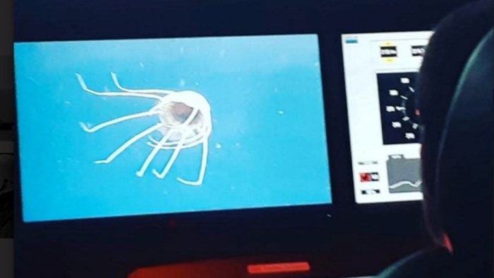 ara san juan - busqueda