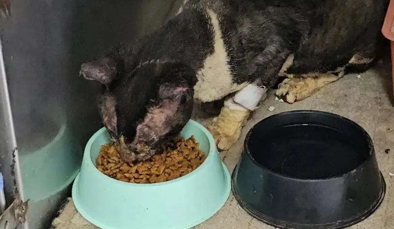 animal rescatado de incendio