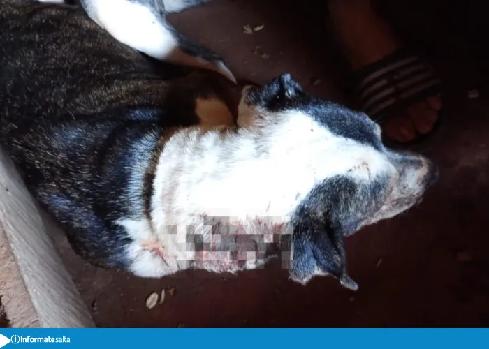 perro hirodo j v gonzalez