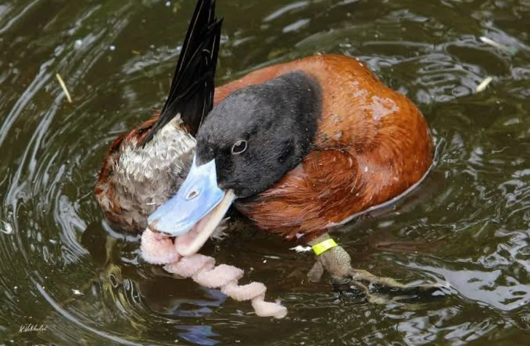 pato zambullidor argentino